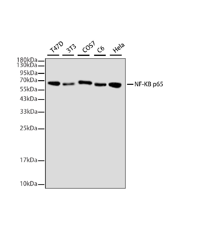 Mouse monoclonal antibody