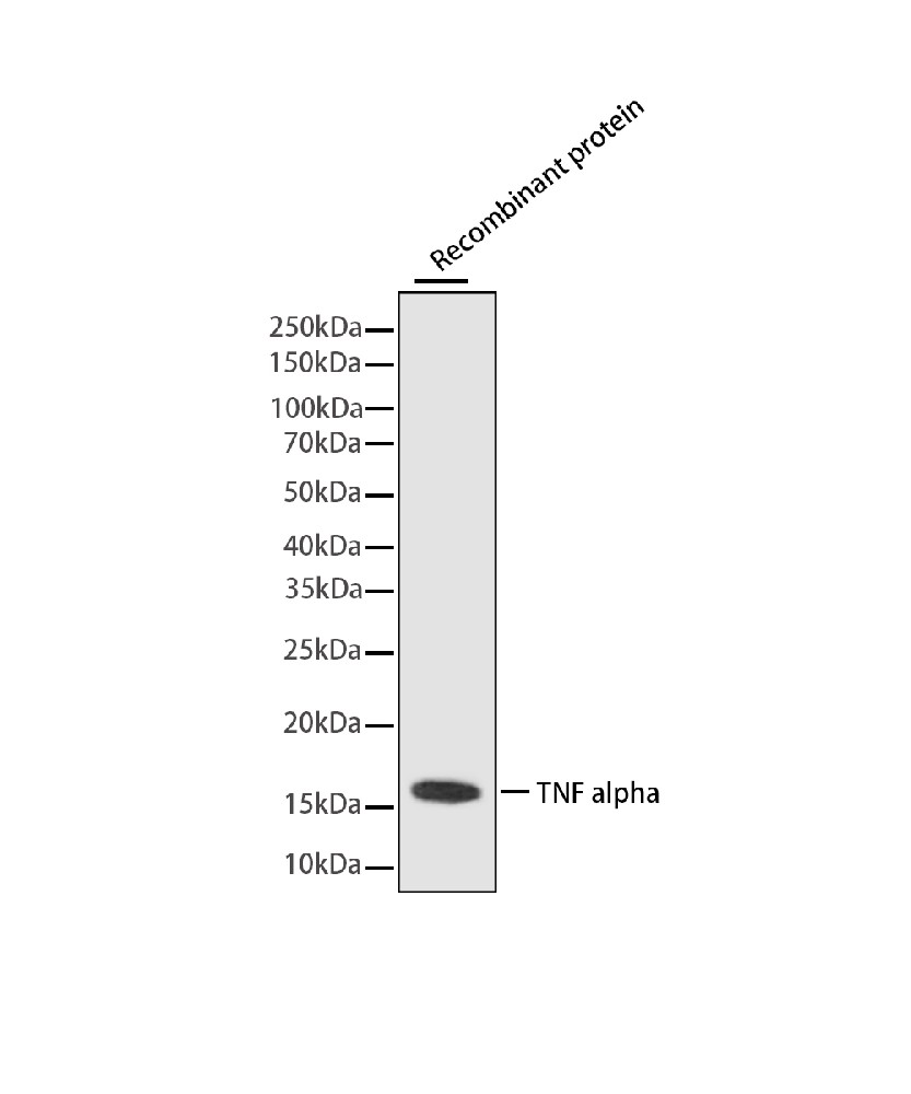 Mouse monoclonal antibody