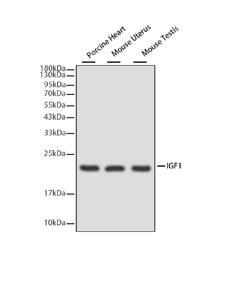 Mouse monoclonal antibody
