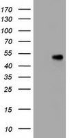 Mouse monoclonal antibody