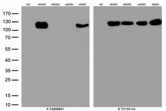 Mouse monoclonal antibody