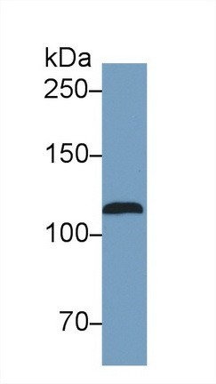 iNOS (NOS2) Mouse mAb