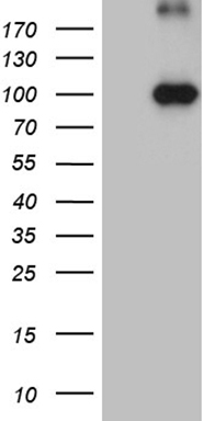 Mouse monoclonal antibody