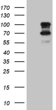 CLCA1 Mouse mAb