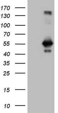 RAB3IP Mouse mAb