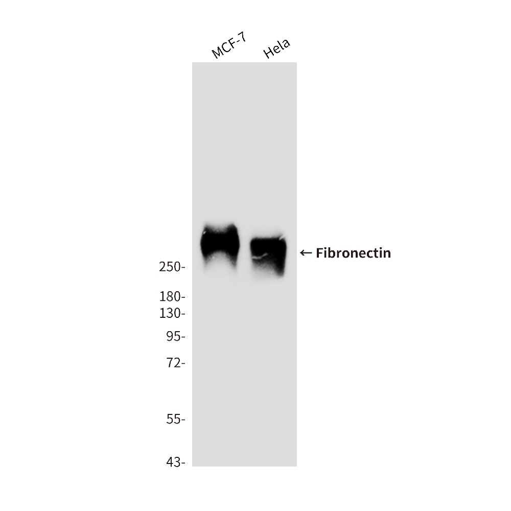 Mouse monoclonal antibody