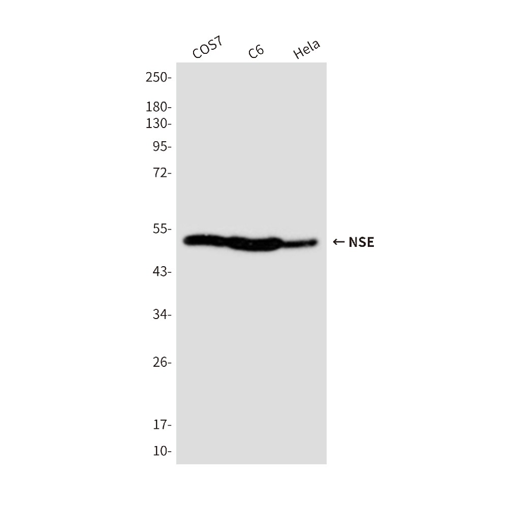 Mouse monoclonal antibody