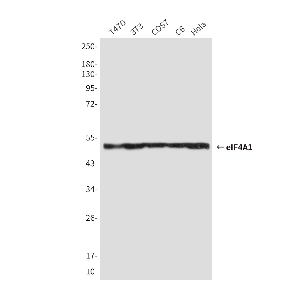 Mouse monoclonal antibody