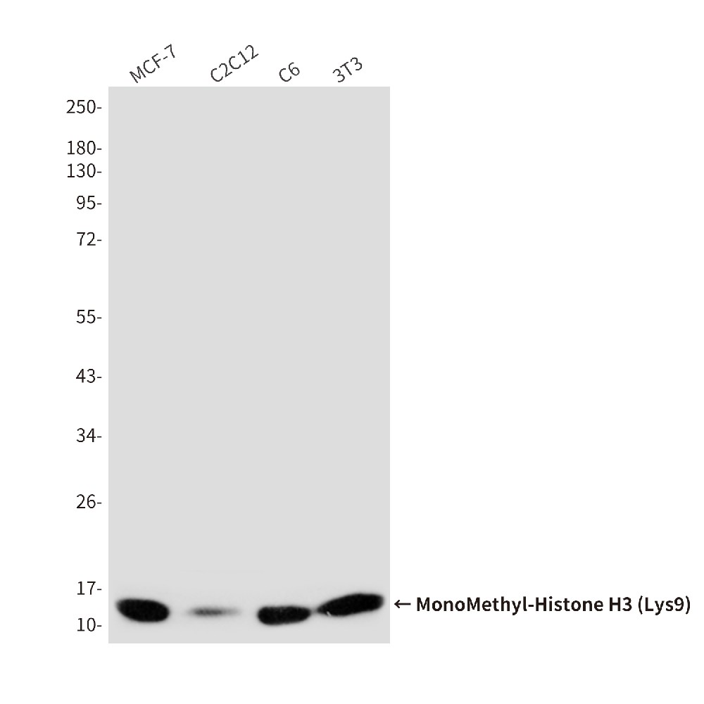 Mouse monoclonal antibody
