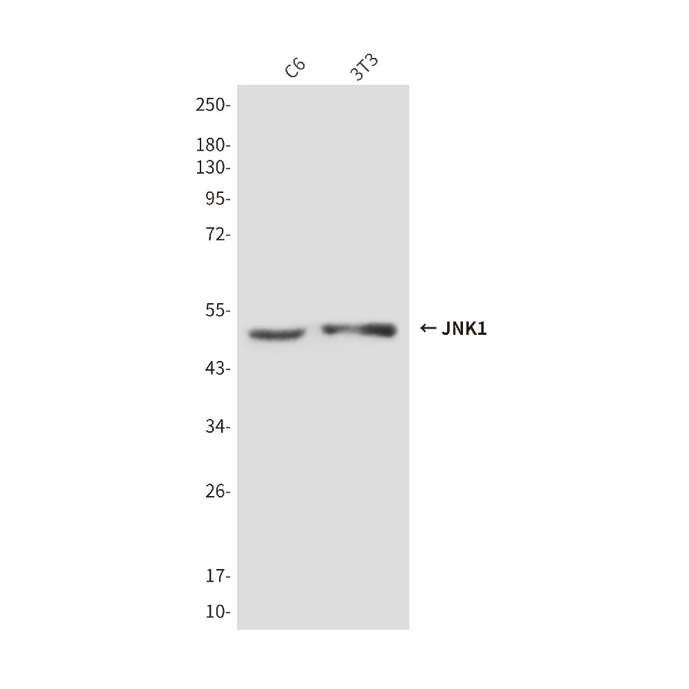 Mouse monoclonal antibody