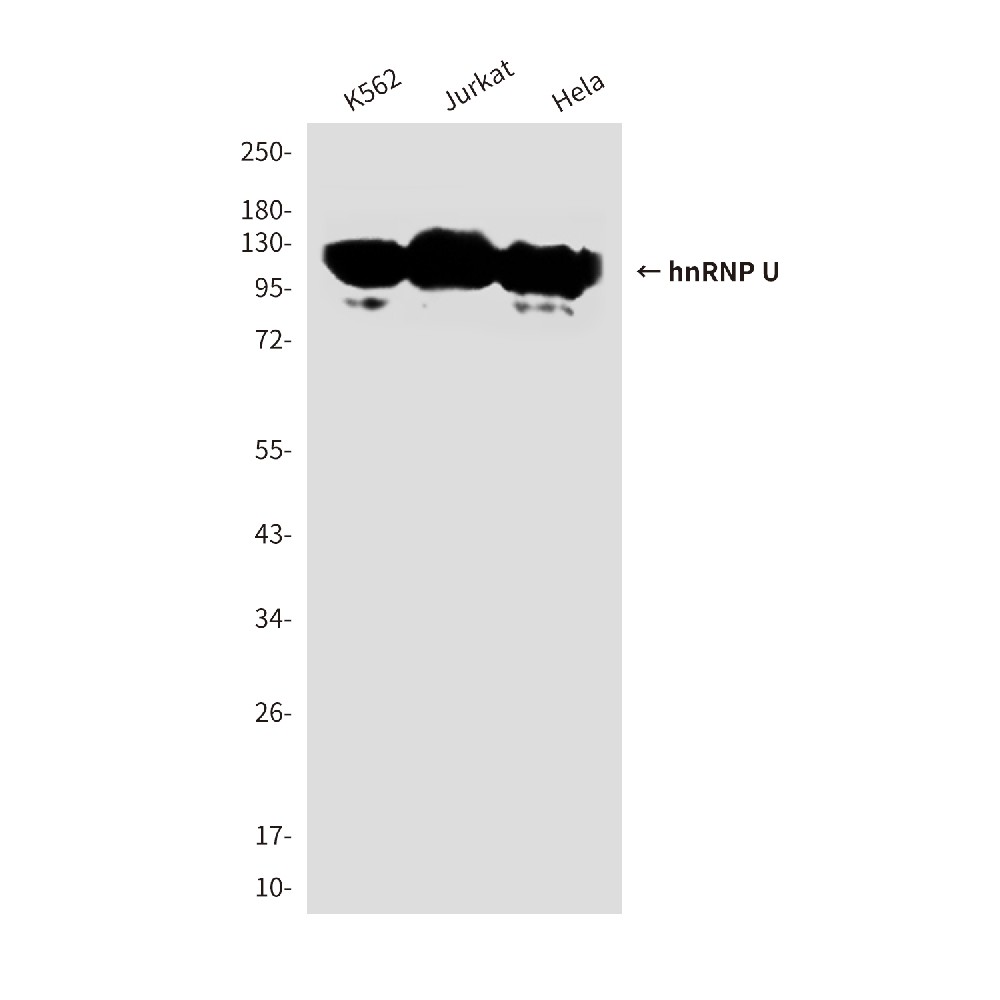 Mouse monoclonal antibody
