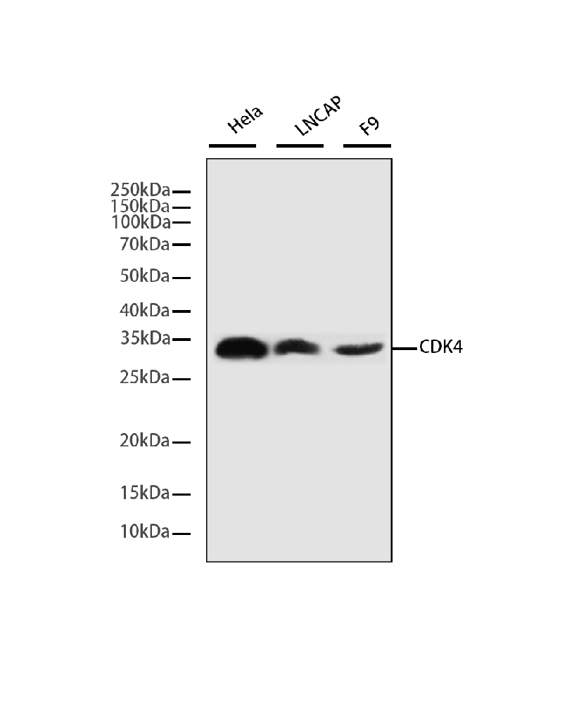 Mouse monoclonal antibody