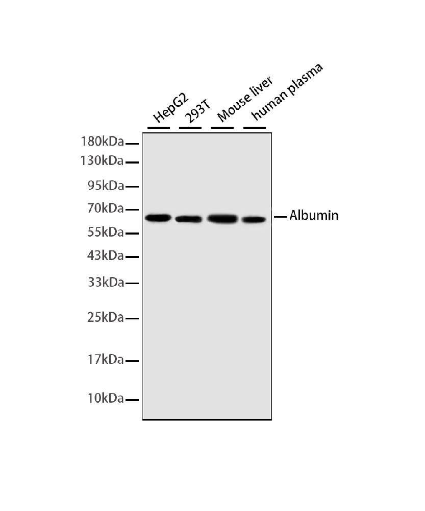 Mouse monoclonal antibody
