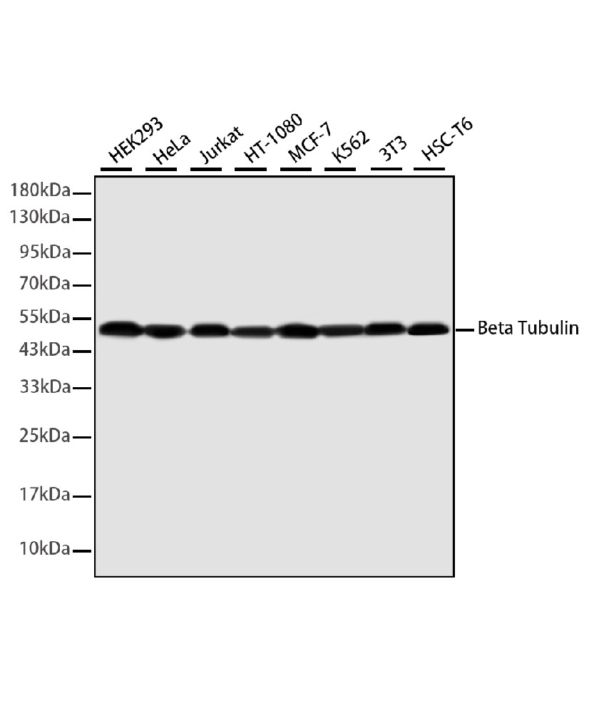 Mouse monoclonal antibody