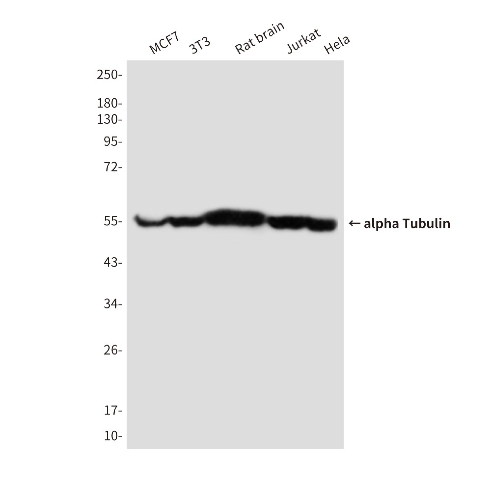 Mouse monoclonal antibody