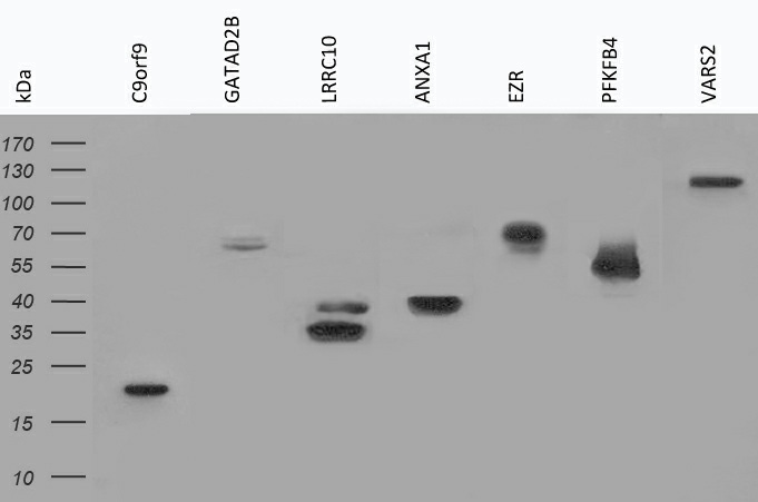 Label Antibody