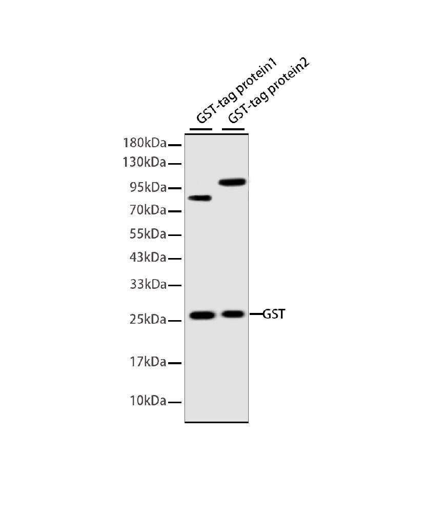 Label Antibody
