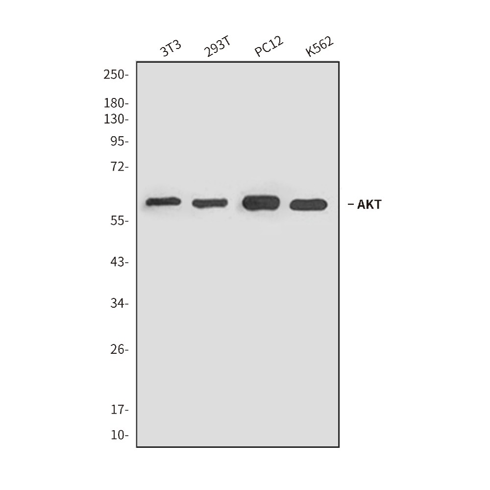 Mouse monoclonal antibody