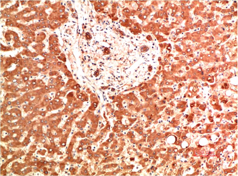 Mouse monoclonal antibody