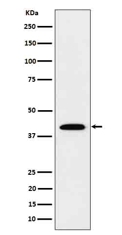 Rabbit monoclonal antibody