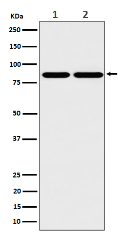 Rabbit monoclonal antibody