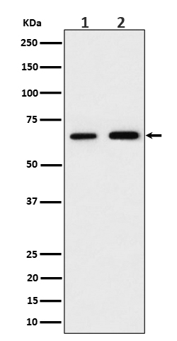 Rabbit monoclonal antibody