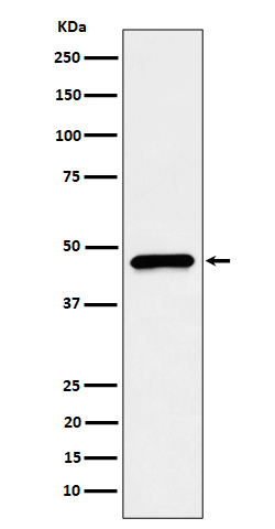 Rabbit monoclonal antibody