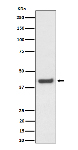 Rabbit monoclonal antibody