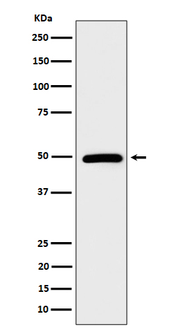Rabbit monoclonal antibody