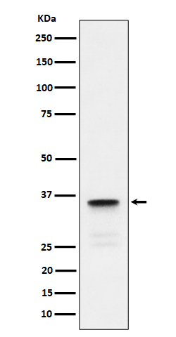 Rabbit monoclonal antibody