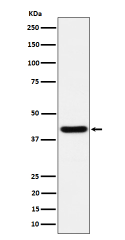 Rabbit monoclonal antibody