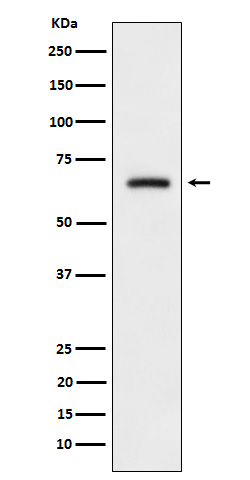 Rabbit monoclonal antibody