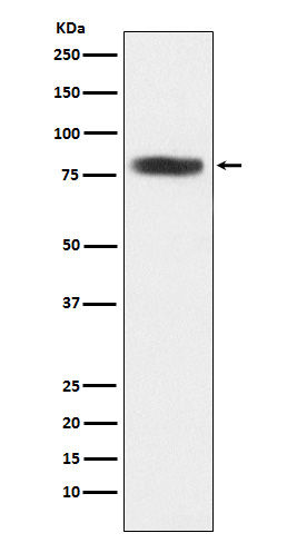 Rabbit monoclonal antibody
