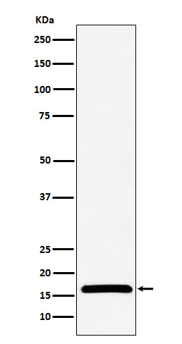 Rabbit monoclonal antibody
