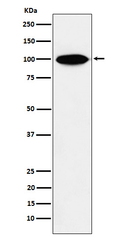 Rabbit monoclonal antibody