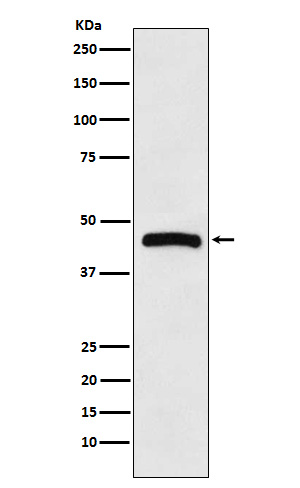 Rabbit monoclonal antibody