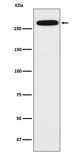 Rabbit monoclonal antibody