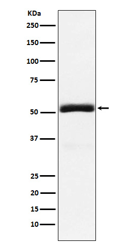 Rabbit monoclonal antibody