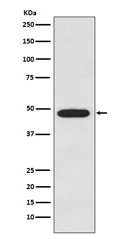 Rabbit monoclonal antibody