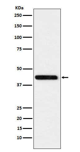 Rabbit monoclonal antibody