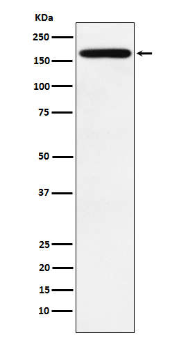 Rabbit monoclonal antibody