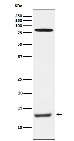 Rabbit monoclonal antibody