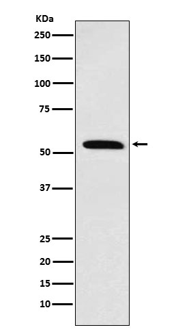 Rabbit monoclonal antibody