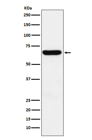 Rabbit monoclonal antibody