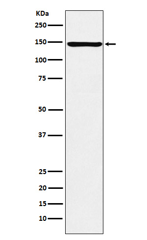 Rabbit monoclonal antibody