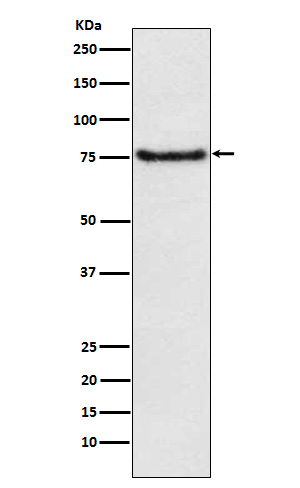 Rabbit monoclonal antibody