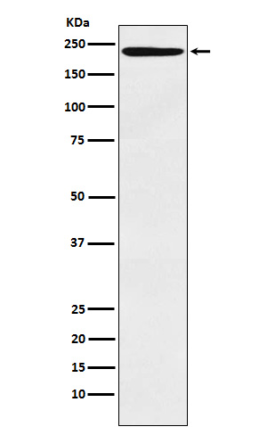 Rabbit monoclonal antibody