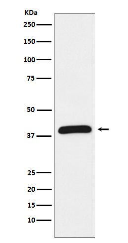 Rabbit monoclonal antibody