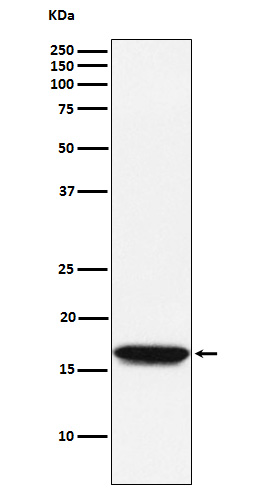 Rabbit monoclonal antibody