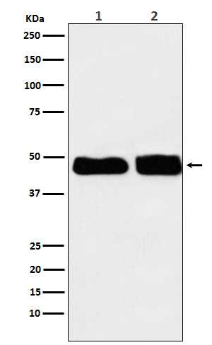 Rabbit monoclonal antibody